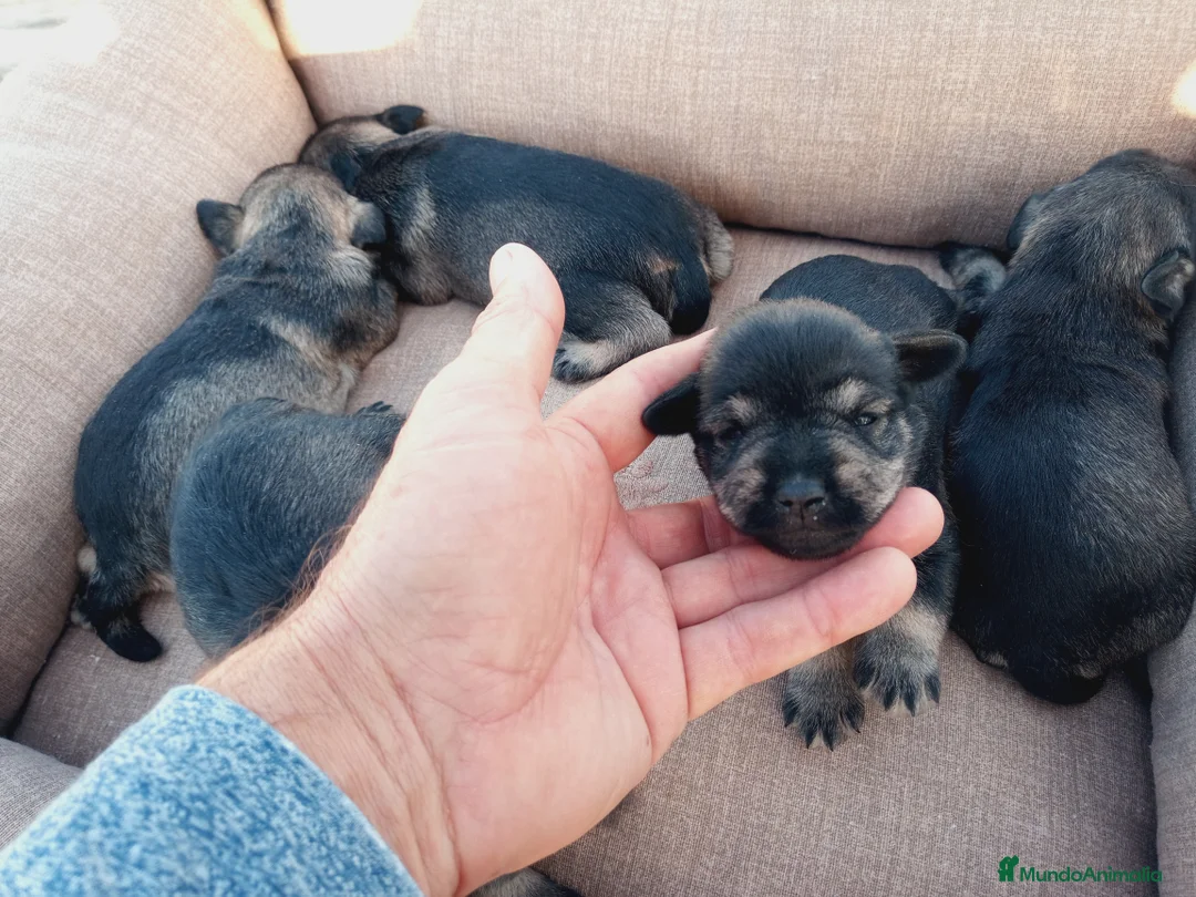 Schnauzer Miniatura perros en venta: Camada Schnauzer 2 en Almería - Anuncio 7