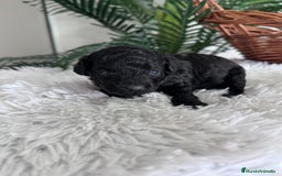 Caniche Toy perros en venta: CANICHE TOY - Anuncio 6