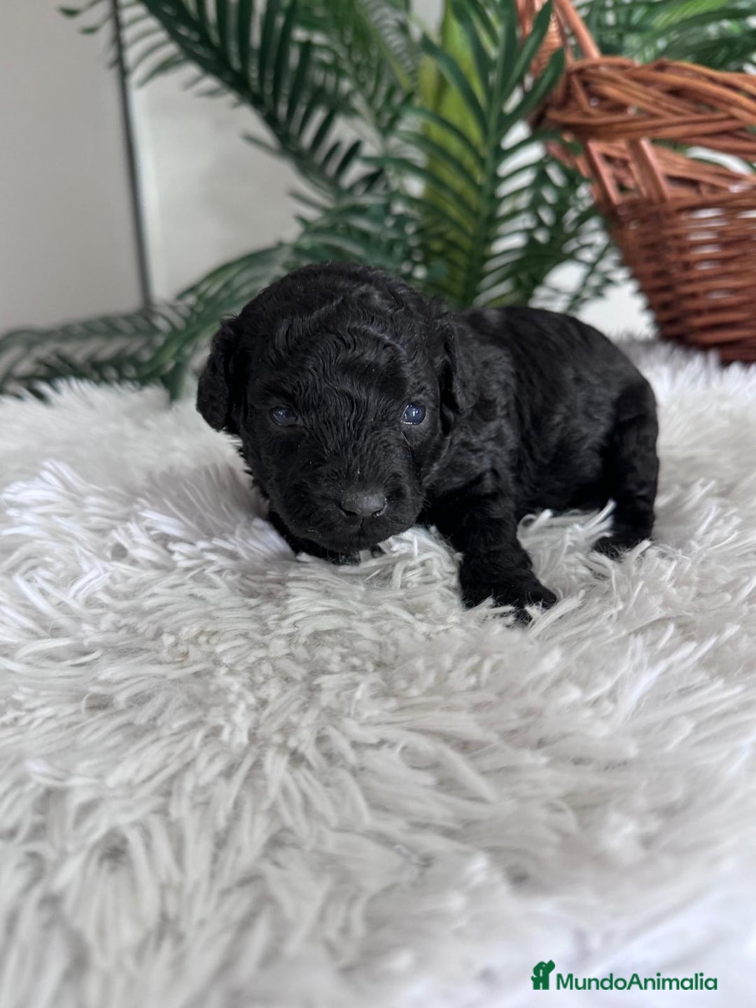 Caniche Toy perros en venta: CANICHE TOY - Anuncio 6