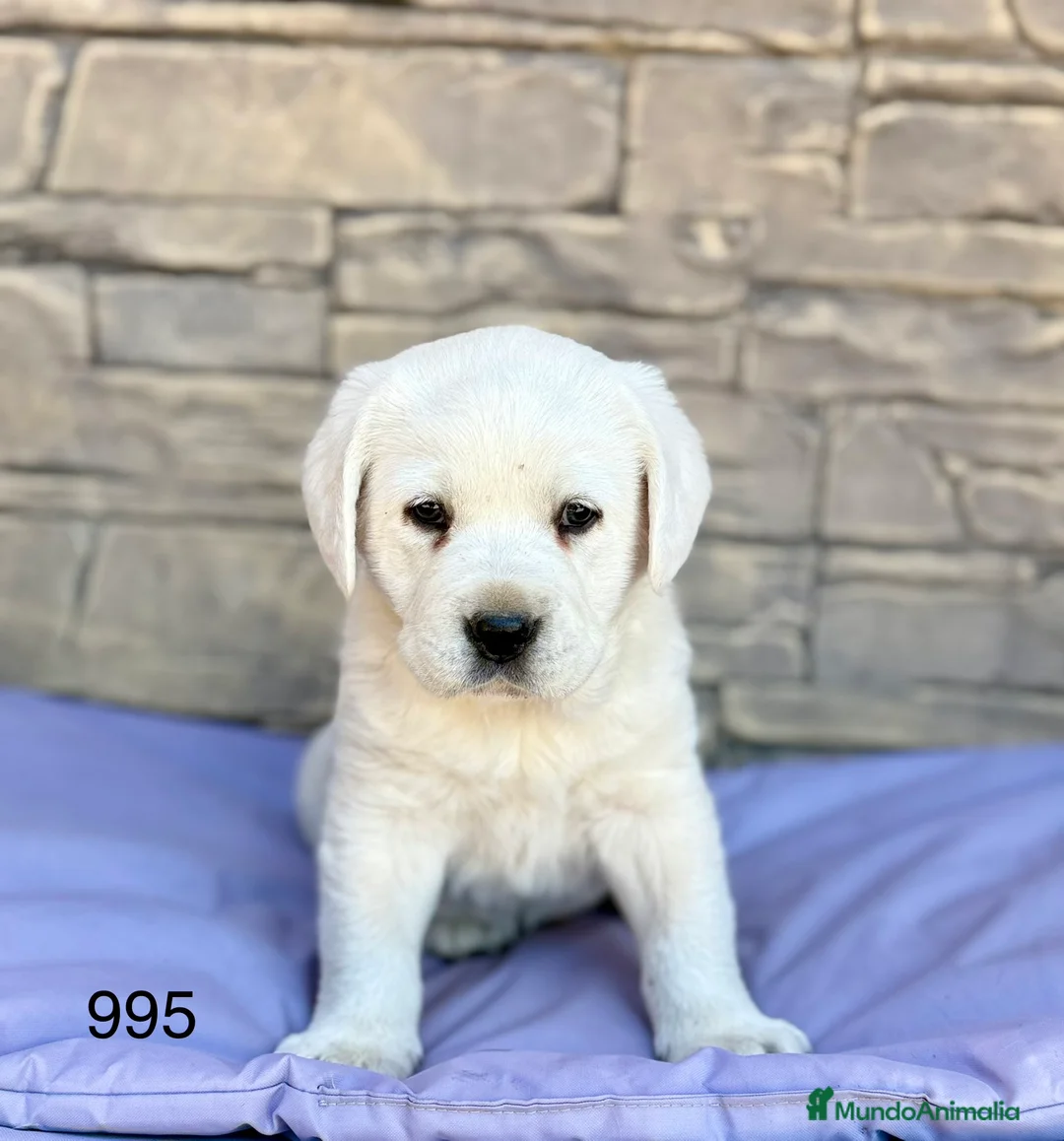 Labrador Retriever perros en venta: LABRADOR🐾 - Anuncio 2