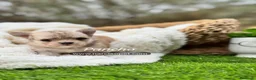 Chihuahua perros en venta: CHIHUAHUA PELO LARGO MACHO - Anuncio 4
