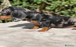 Teckel perros en venta: Teckel arlequin  - Imagen 4