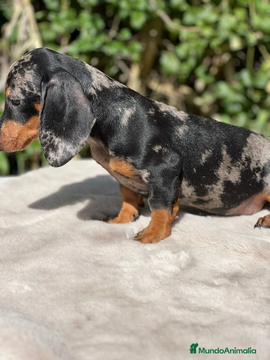 Teckel perros en venta: Teckel arlequin  - Anuncio 4