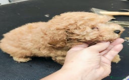 Caniche Toy perros en venta: Caniche toy rojo  - Imagen 1