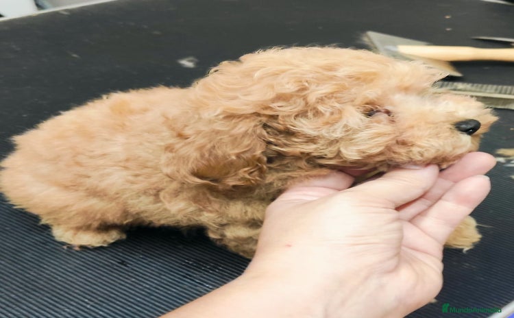 Caniche Toy perros - Anuncio 2