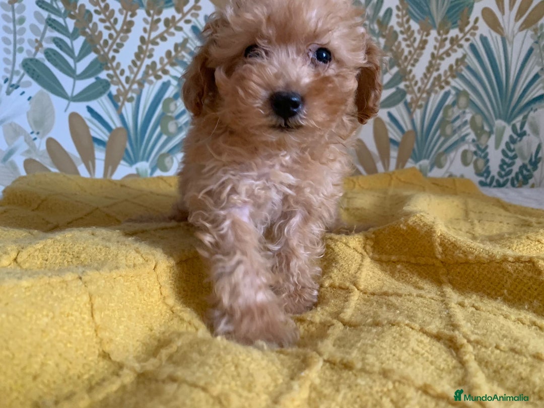Caniche Toy perros en venta: Caniche Toy APricot - Imagen 2