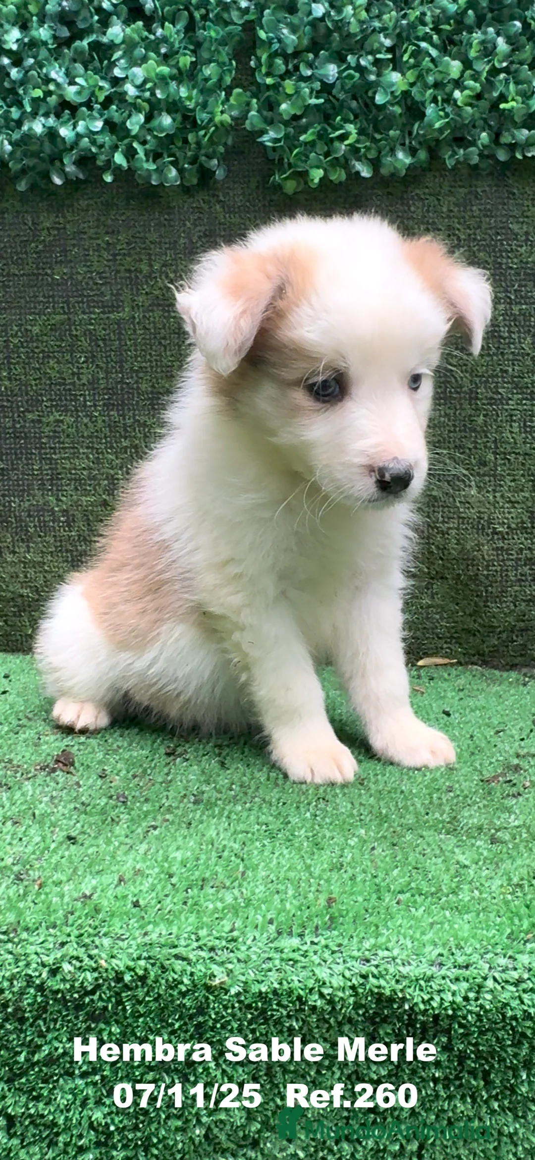 Border Collie perros en venta: Border Collie  - Anuncio 11