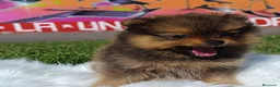 Pomerania perros en venta: POMERANIA ENVIO GRATIS  - Anuncio 4