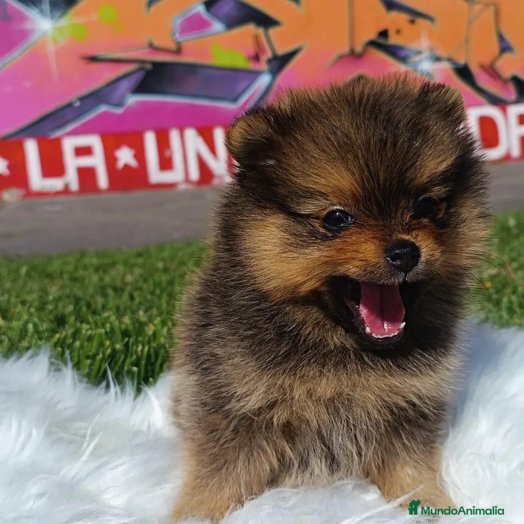 Pomerania perros en venta: POMERANIA ENVIO GRATIS  - Anuncio 4