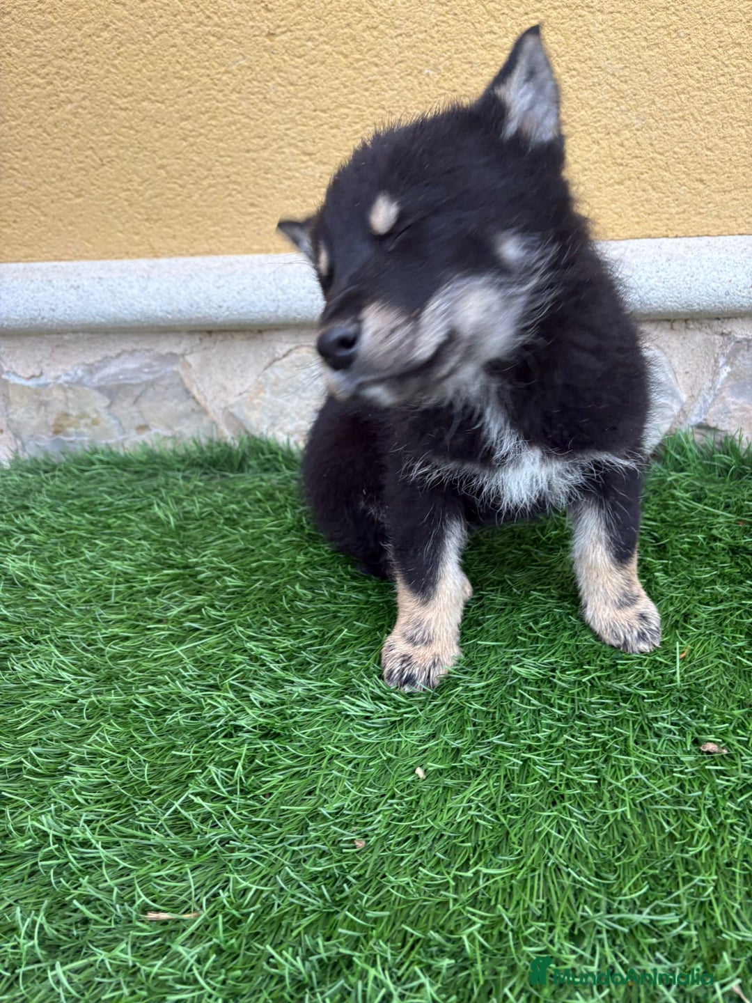 Perro Lobo de Saarloos perros en venta: Perro Lobo Ibérico macho  - Anuncio 6
