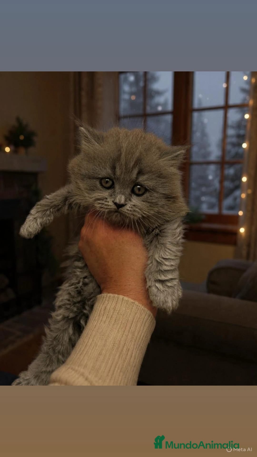 Británico de Pelo Largo gatos British longhair - Anuncio 6