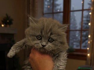 Británico de Pelo Largo gatos British longhair - Anuncio 6