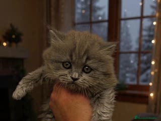 Británico de Pelo Largo gatos British longhair - Anuncio 2