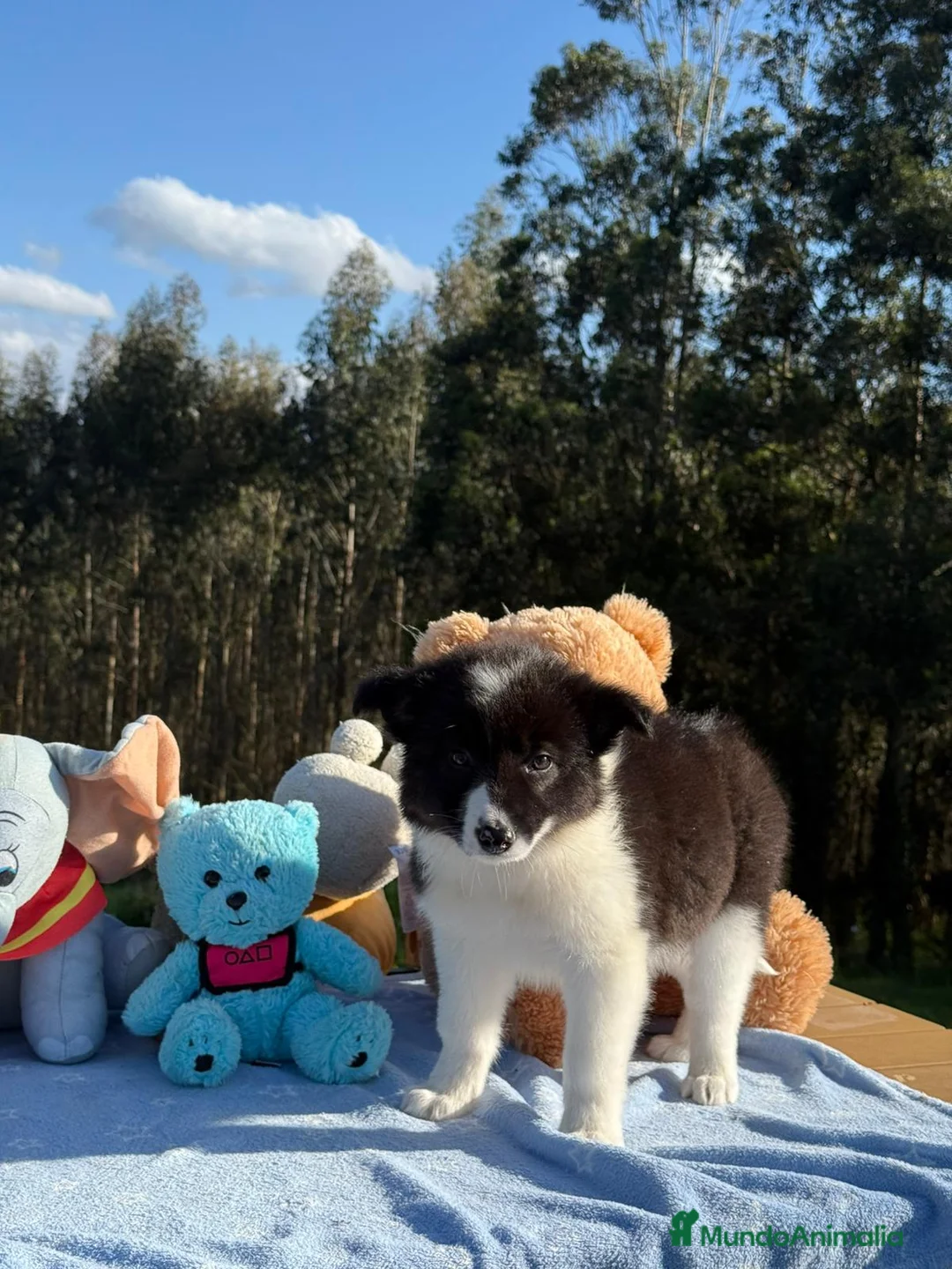 Border Collie perros en venta: Preciosa camada de border collie - Anuncio 7