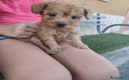 Caniche Toy perros en venta: Cachorro camada caniche rojo toy - Imagen 10