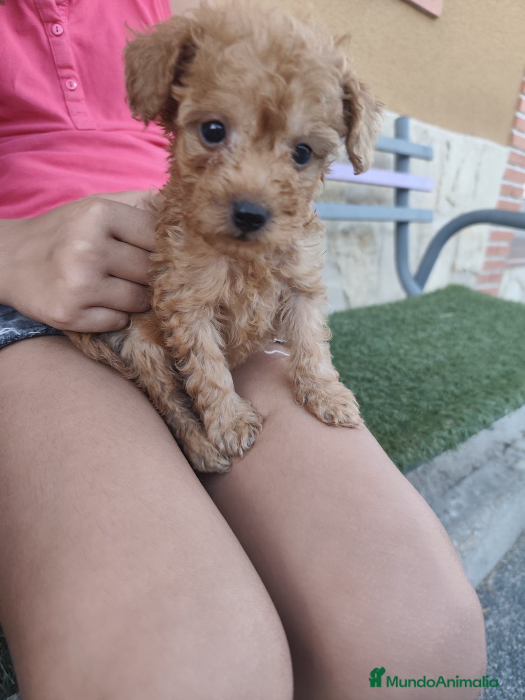 Caniche Toy perros en venta: Cachorro camada caniche rojo toy - Imagen 10