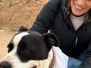 American Staffordshire-Terrier perros GULLIVER ❤️ en Adopción - Anuncio 1