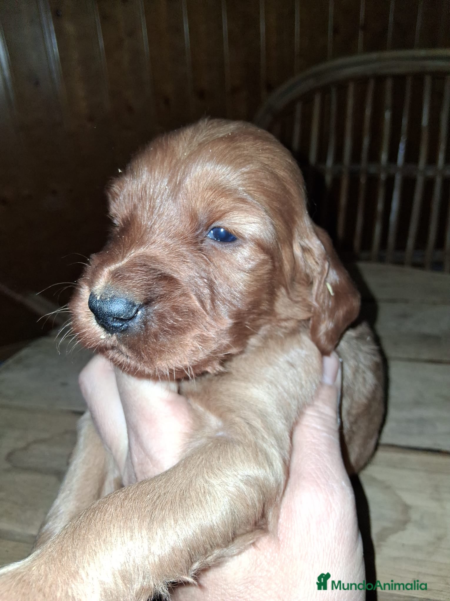 Setter Irlandés Rojo perros Preciosa camada de setter irlandés rojo - Anuncio 2