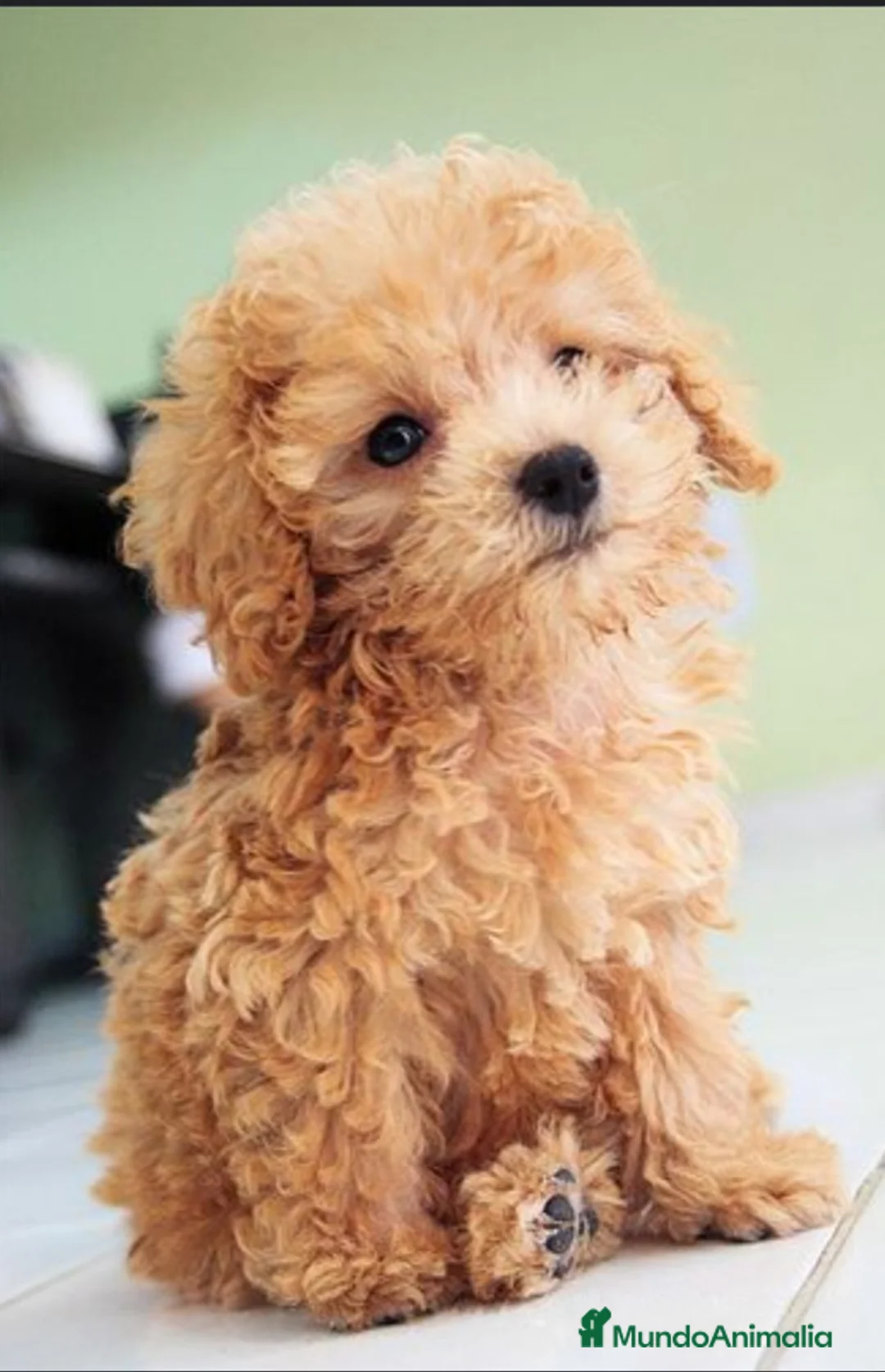 Caniche Toy perros en venta: ‼️‼️CANICHE 50% ASIÁTICOS - Anuncio 1