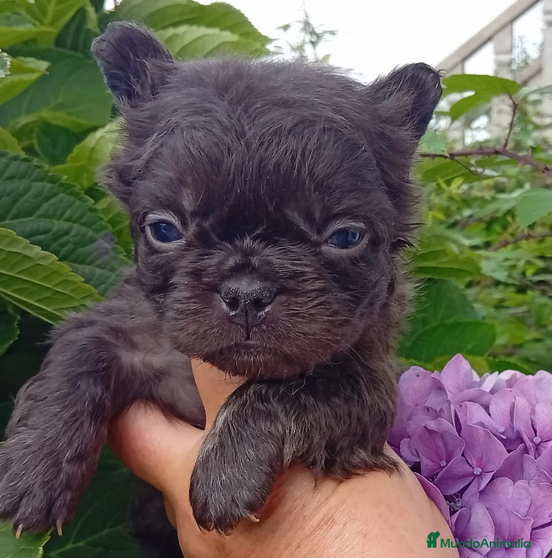Bulldog Francés perros en venta: Bulldog francés exótico  - Anuncio 1