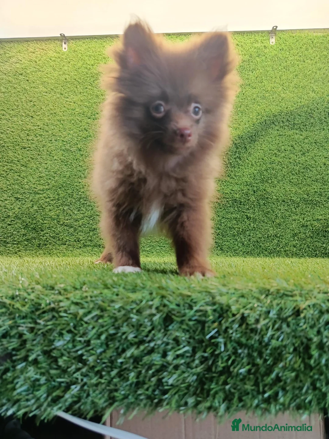Pomerania perros en venta: Cachorrito pomerania macho - Anuncio 2