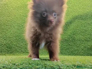 Pomerania perros Cachorrito pomerania macho - Anuncio 2