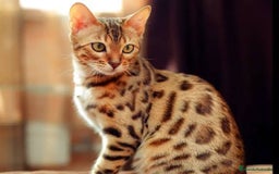 Bengalí gatos en venta: Bengalí gatita disponible  - Imagen 1