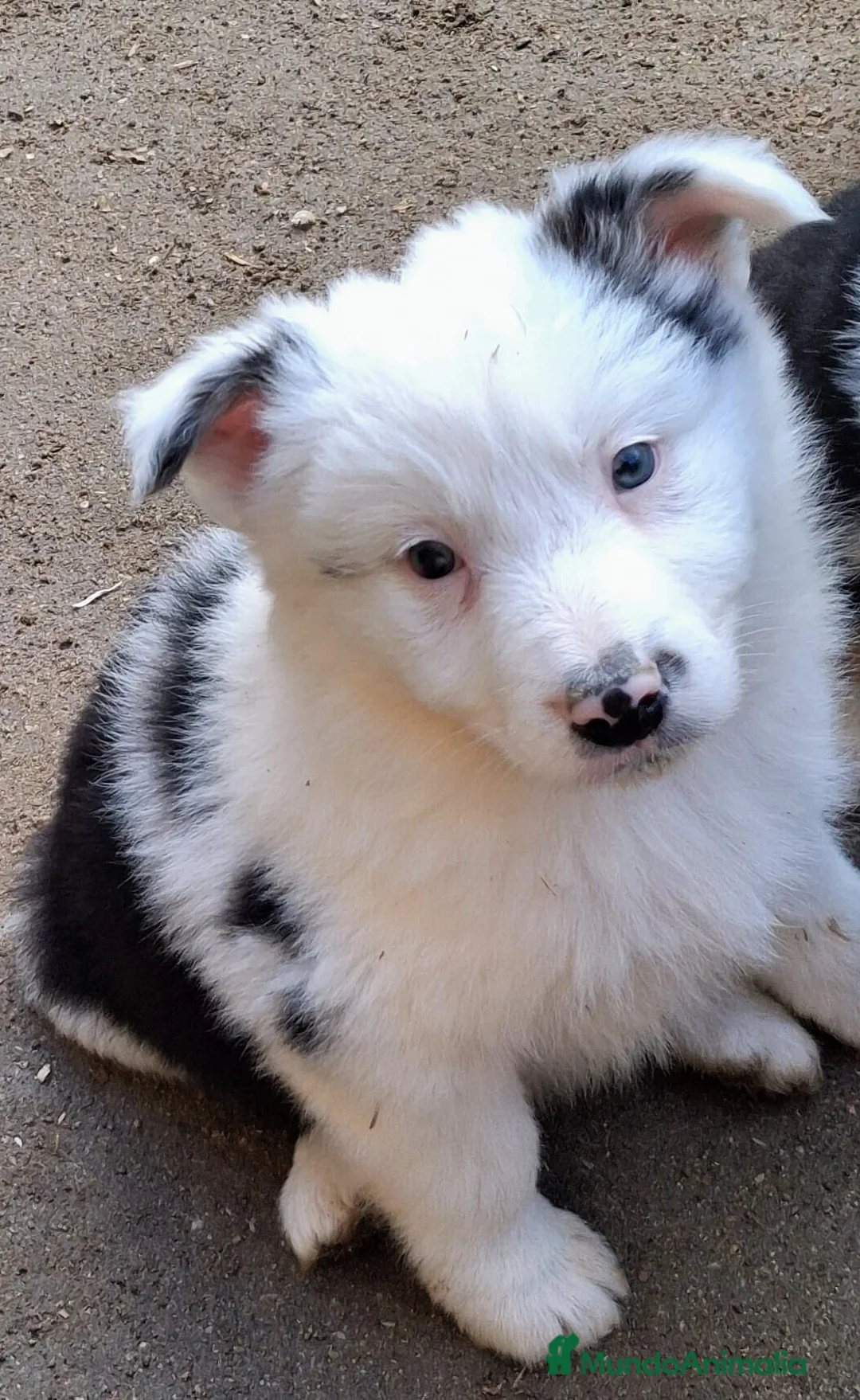 Border Collie perros en venta: Boder collie Getafe  - Anuncio 4