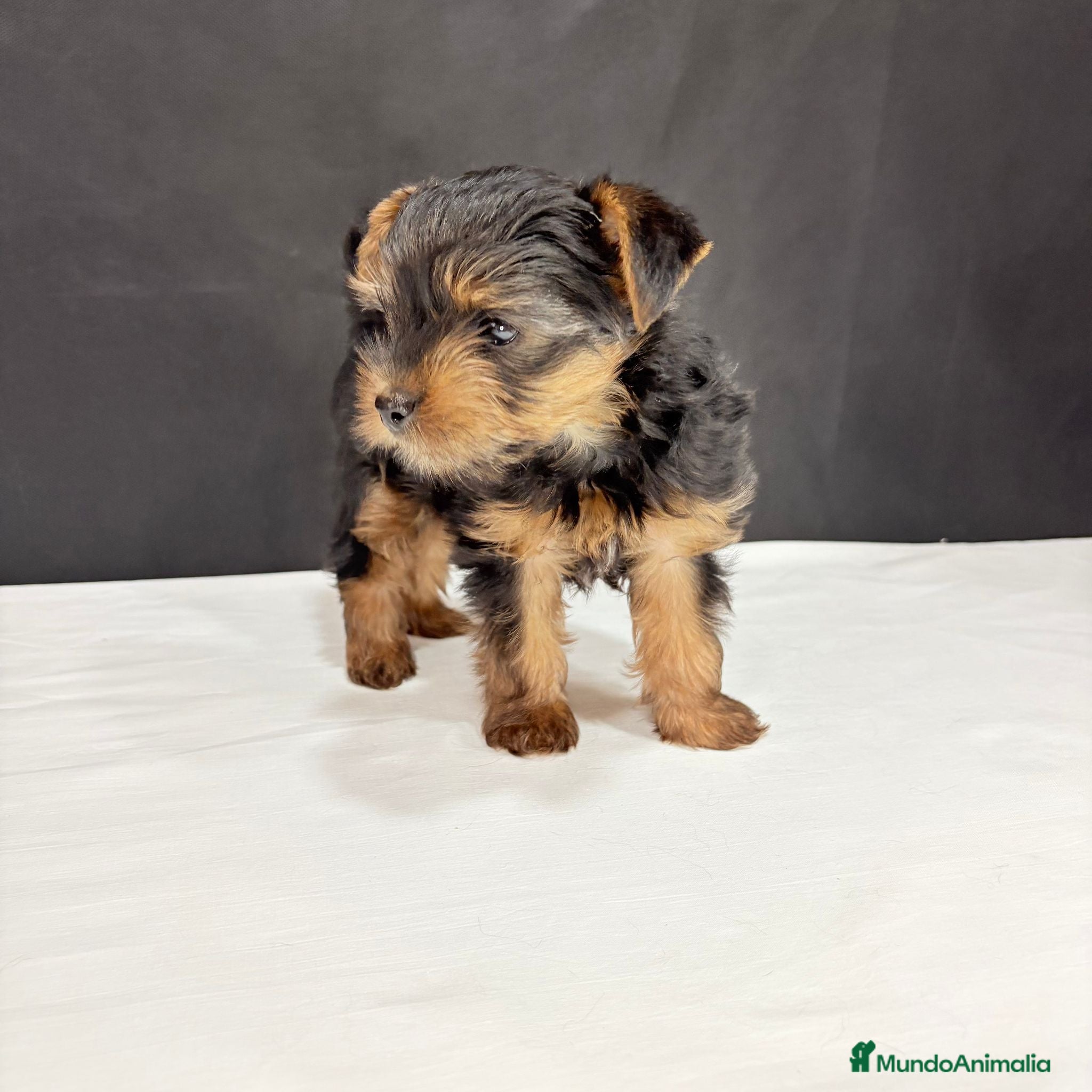 Yorkshire Terrier perros Yorkshire terrier toy  - Anuncio 1