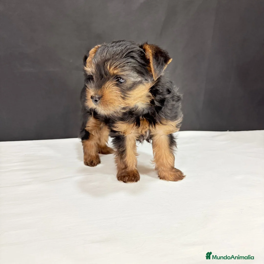 Yorkshire Terrier perros en venta: Yorkshire terrier toy  - Anuncio 1