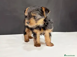 Yorkshire Terrier perros Yorkshire terrier toy - Anuncio 1