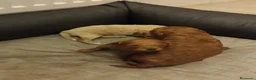 Caniche Toy perros en venta: Caniche toy - Anuncio 7