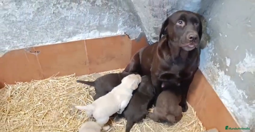 Labrador Retriever perros Cachorros de Labrador  - Anuncio 2