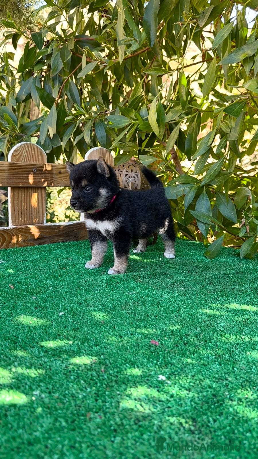 Shiba Inu perros Shiba Inu negro y rojos espectaculares bebes  - Anuncio 1