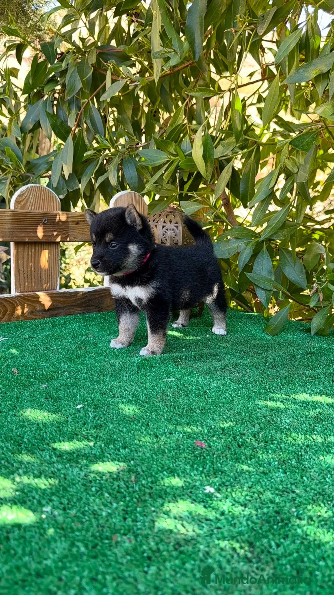 Shiba Inu perros en venta: Shiba Inu negro y rojos espectaculares bebes  - Anuncio 1