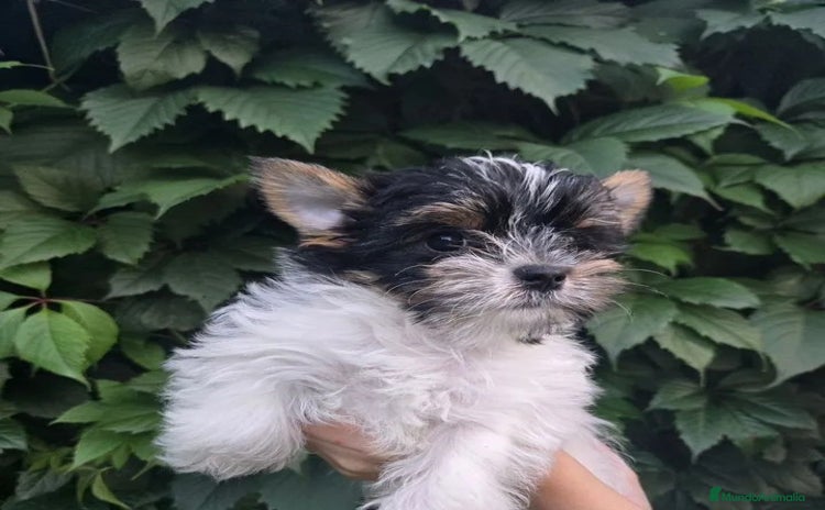 Yorkshire Terrier perros - Propaganda 1