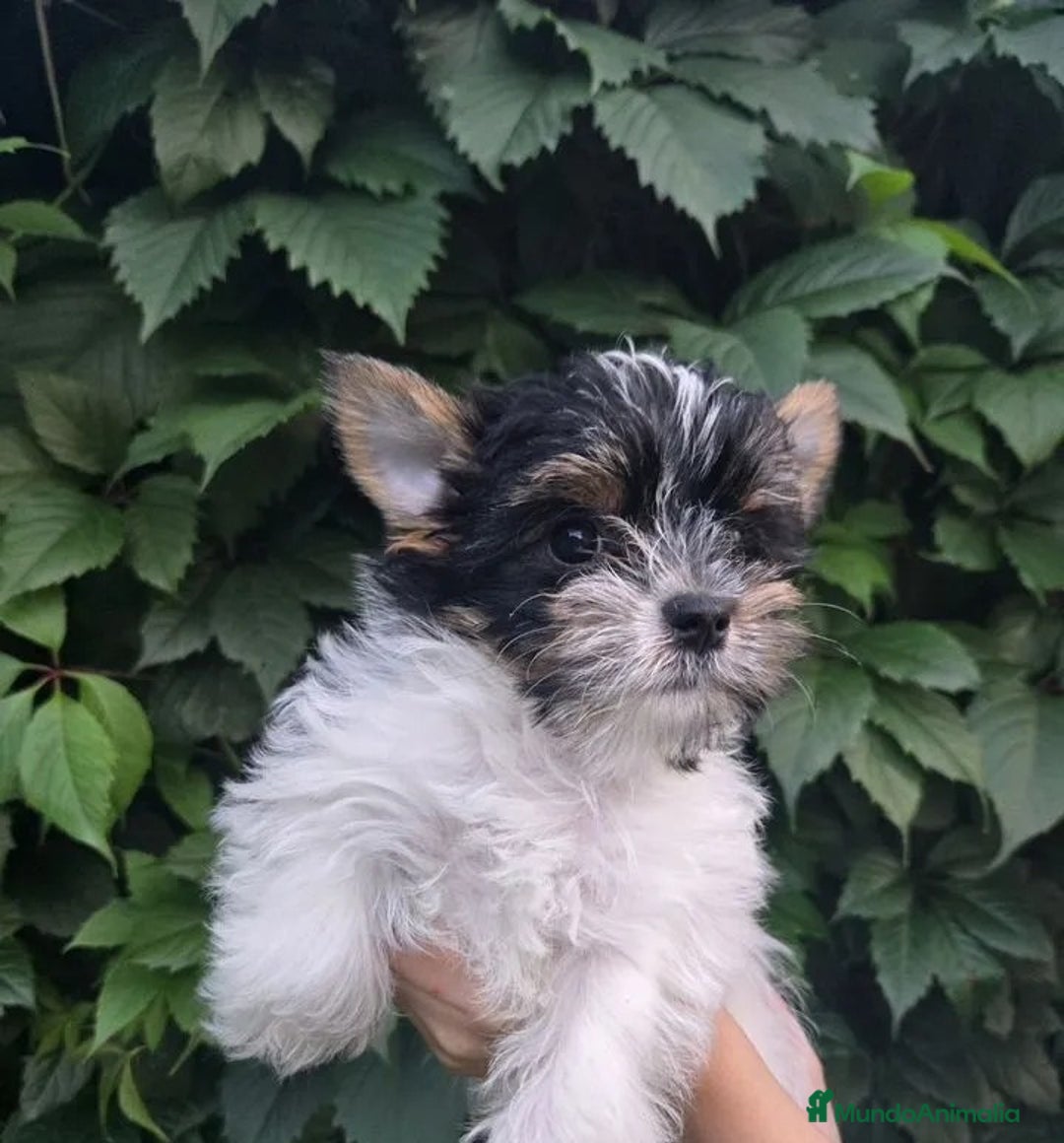 Yorkshire Terrier perros en venta: Hembra Yorkshire Biewer  - Imagen 1