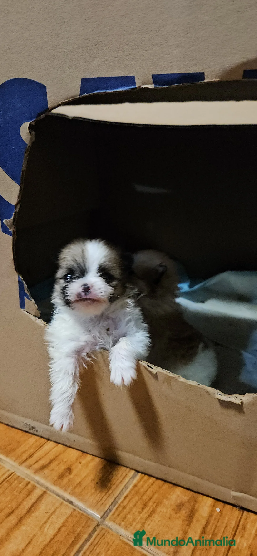 Pomerania perros en venta: Lulú d pomerania  - Anuncio 9