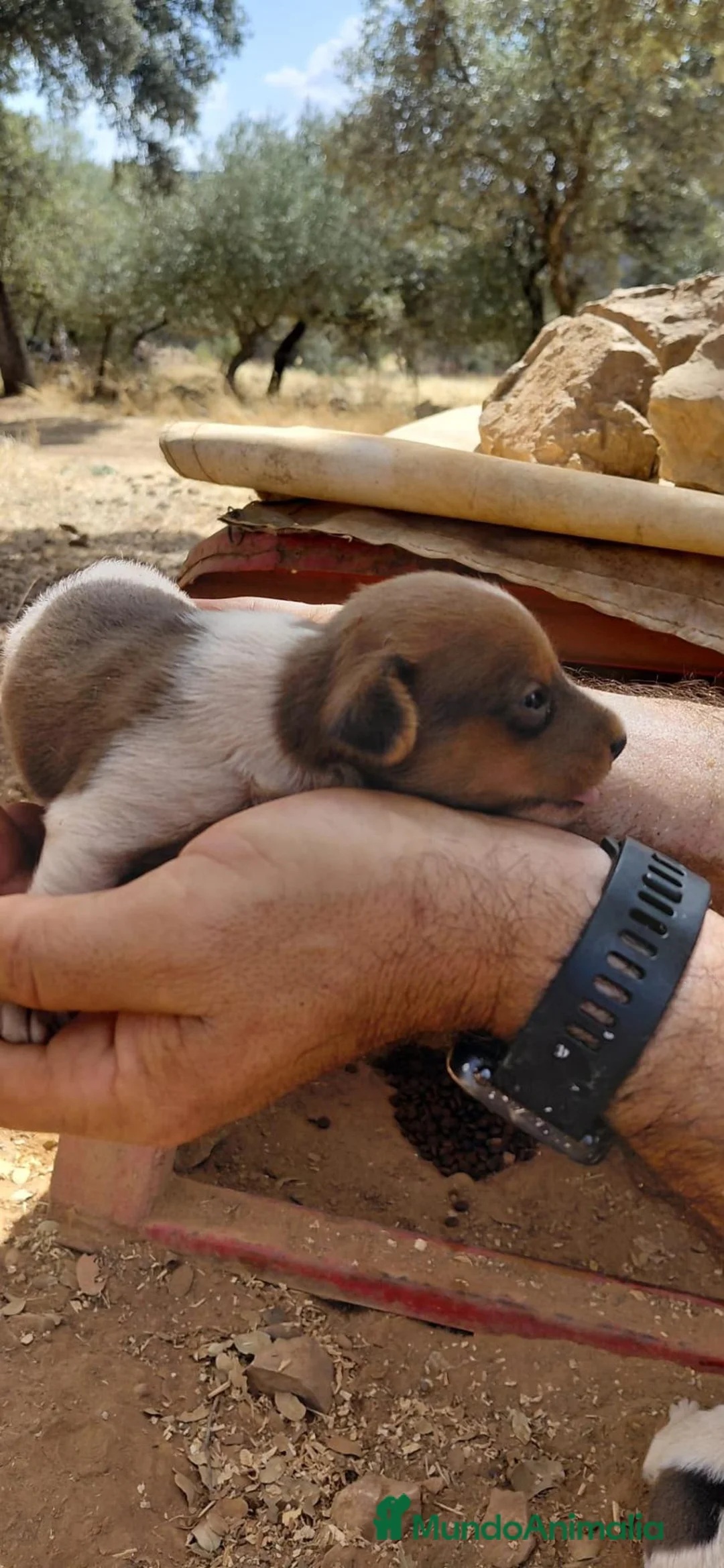Jack Russell Terrier perros en venta: Jack Russell - Anuncio 2