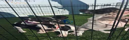 Bulldog Francés perros en venta: CAMADA DE BULLDOG FRANCÉS VAQUITA  - Anuncio 4