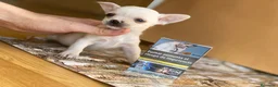 Chihuahua perros en venta: Chihuahua puppy  en Ciudad Real - Anuncio 7