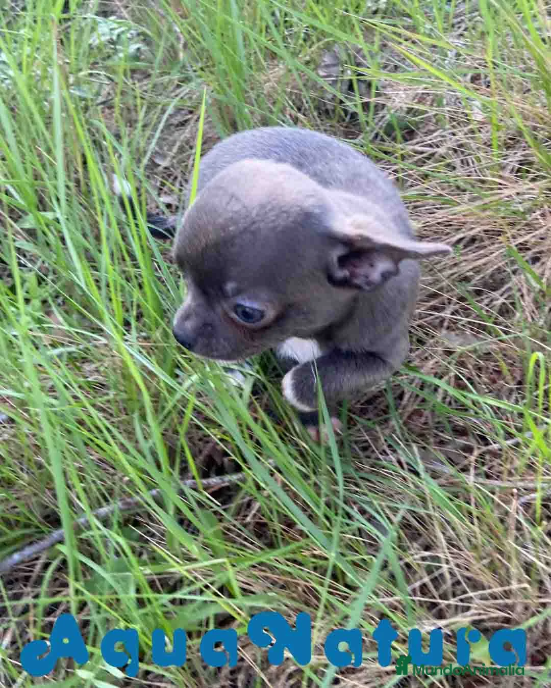 Chihuahua perros en venta: Chihuahua Hembra de Pam y Choco 4143 AQUANATURA - Anuncio 5