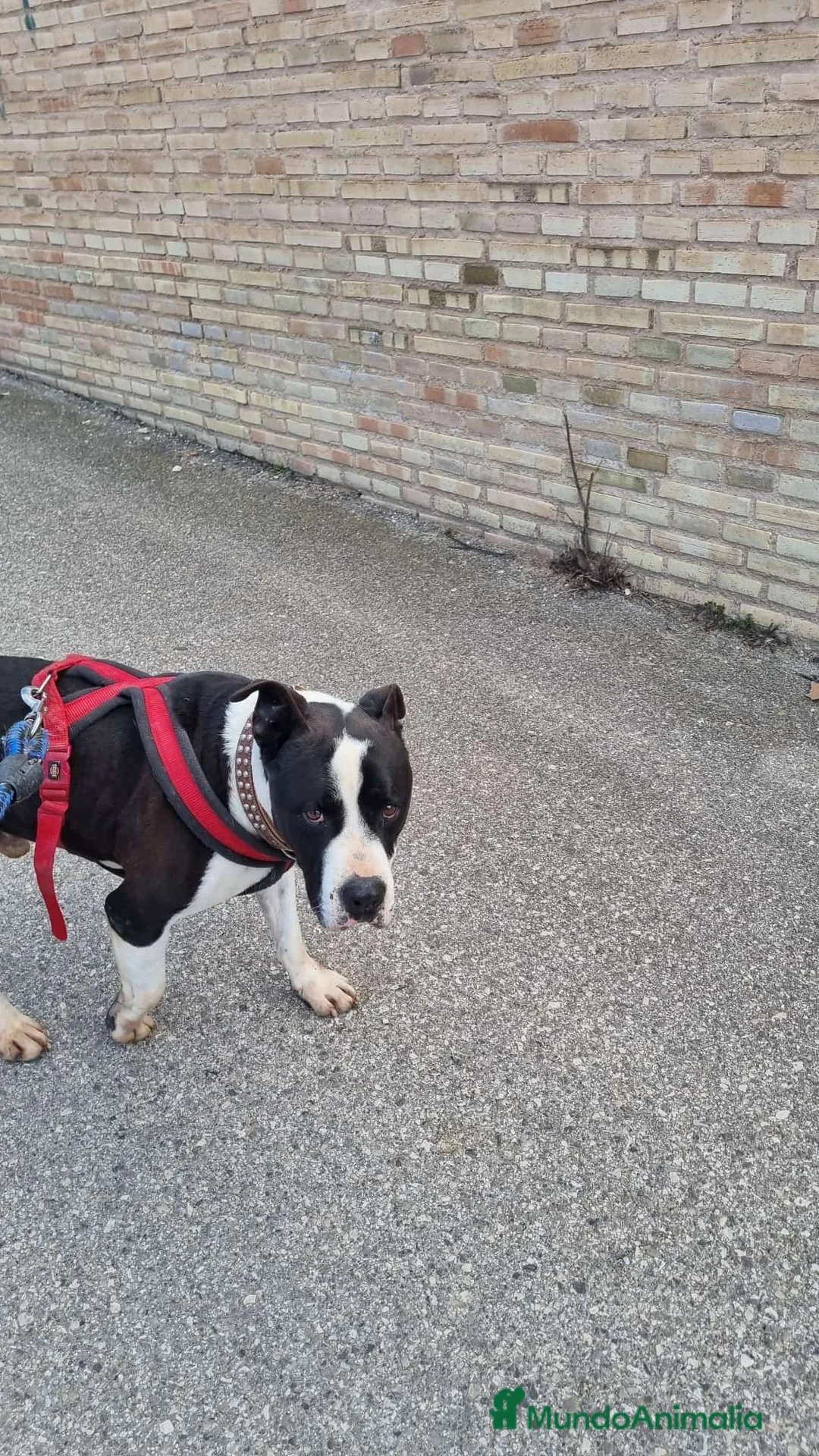 American Staffordshire-Terrier perros en adopcion: GULLIVER ❤️ en Adopción  - Anuncio 4