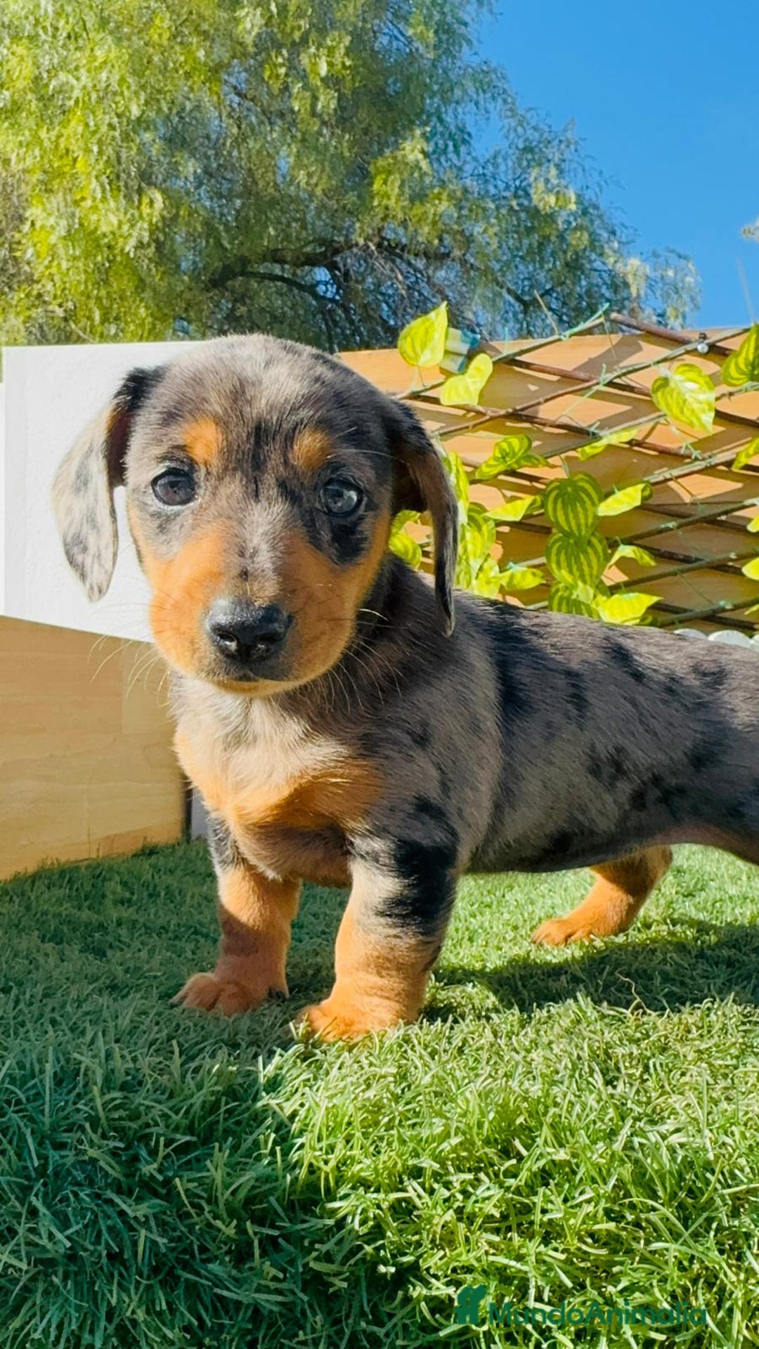 Teckel Miniatura perros en venta: TECKEL MINIATURA HEMBRA - Anuncio 2