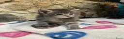 Maine Coon gatos en venta: Rey- Diez cattery  - Anuncio 33