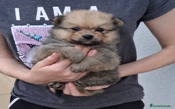 Pomerania perros en venta: Pomerania cachorros - Imagen 6