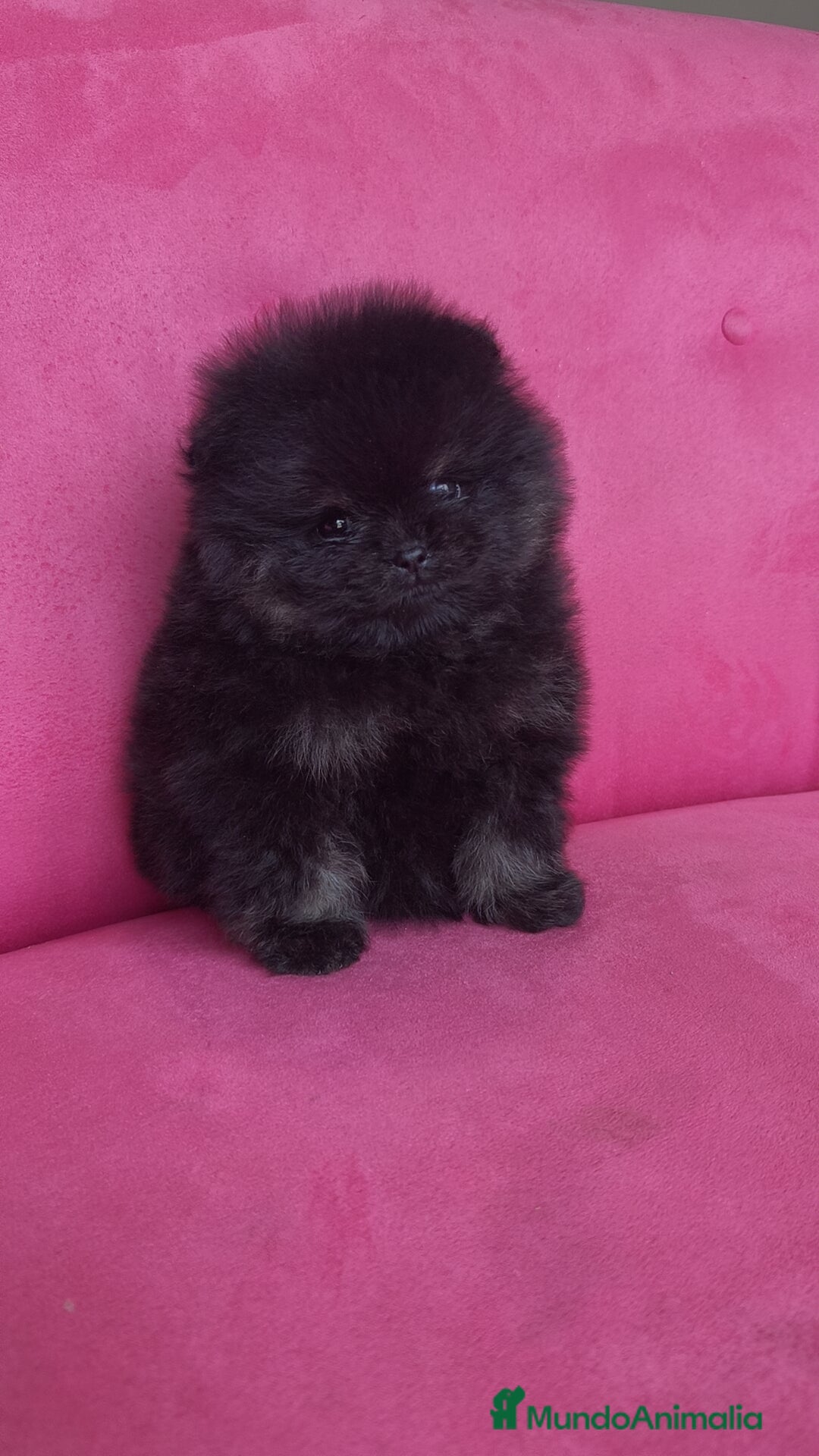 Pomerania perros en venta: Lulú Pomerania hembras  - Anuncio 3
