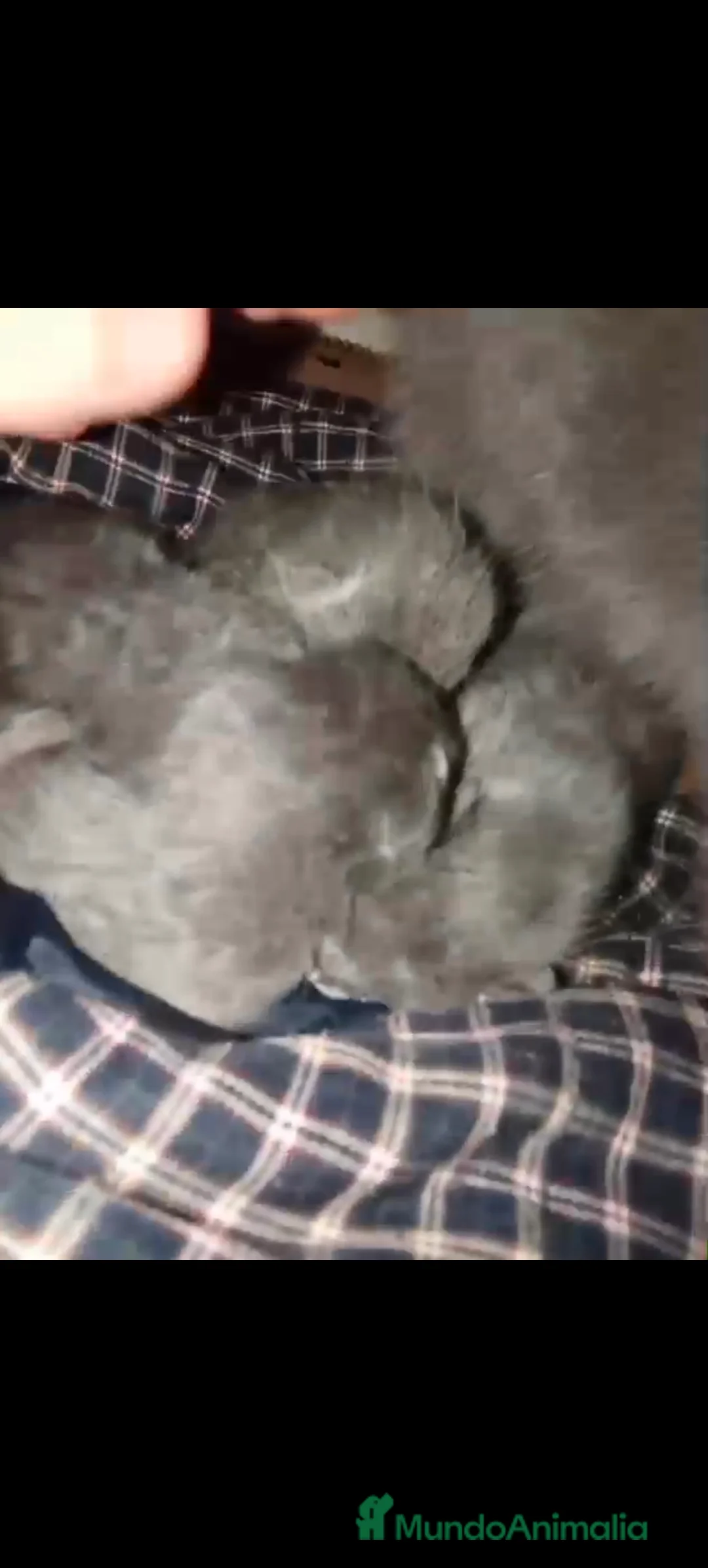 Azul Ruso gatos en venta: Azul ruso hembra y macho  - Anuncio 3