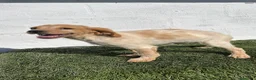Épagneul Breton perros en venta: Excelentes cachorros spaniel Breton  - Anuncio 5