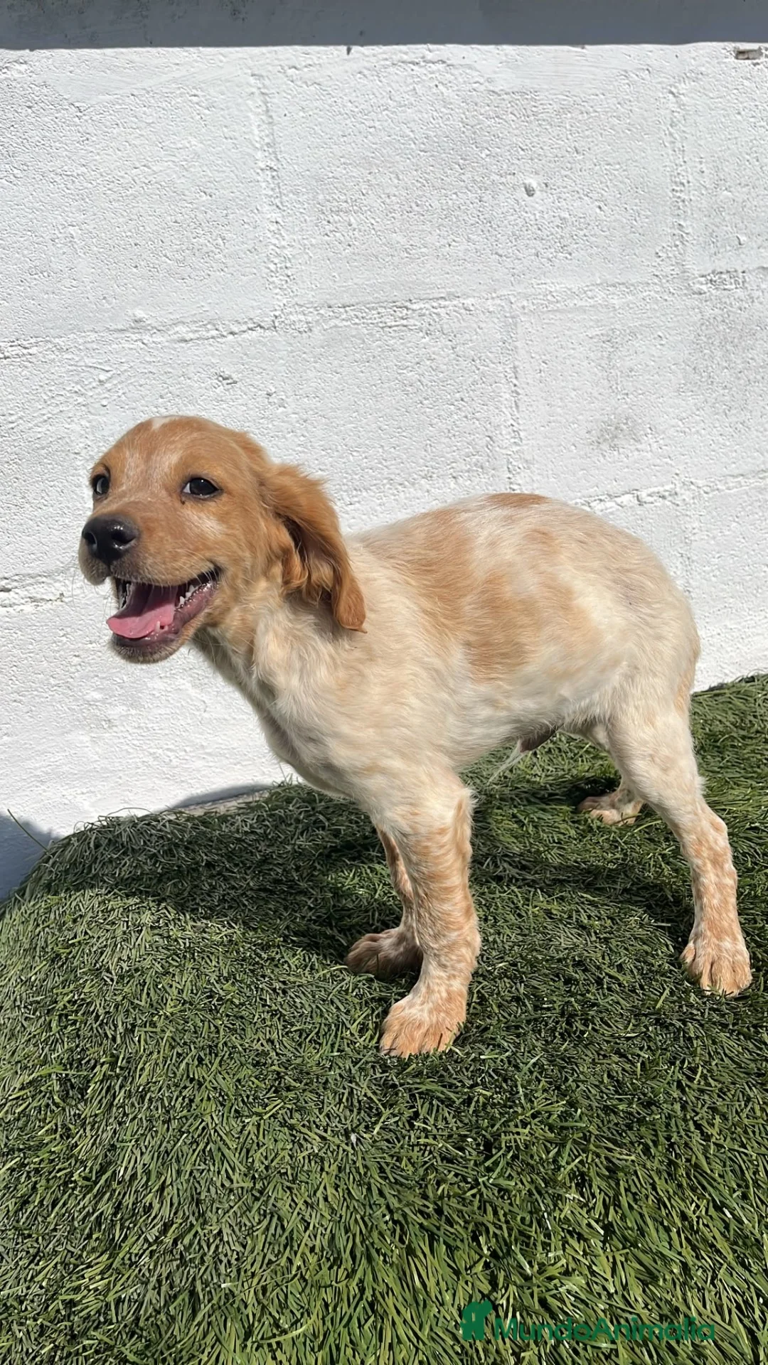 Épagneul Breton perros en venta: Excelentes cachorros spaniel Breton  - Anuncio 5
